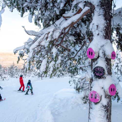 Tre mennesker står på ski i et solrigt vinterlandskab nær træer dekoreret med lyserøde grisenæser
