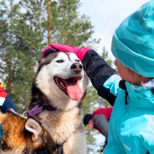 En person i turkos vinterjacka klappar en glad slädhund med öppen mun och tungan ute, medan fler människor och hundar syns suddigt i bakgrunden i skogsmiljö.