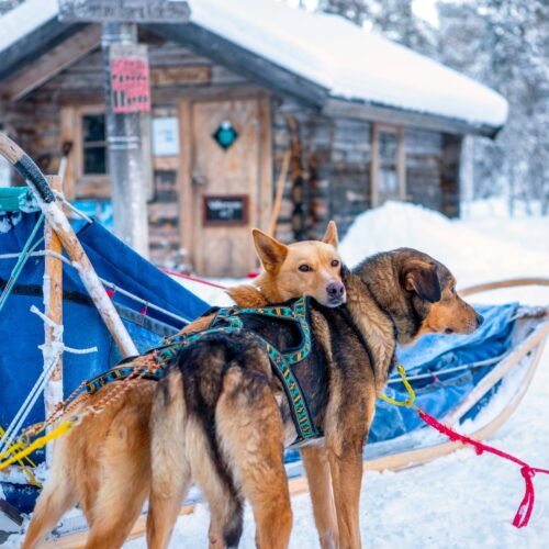 Two sled dogs harnessed in front of sled at log cabin in snowy winter landscape