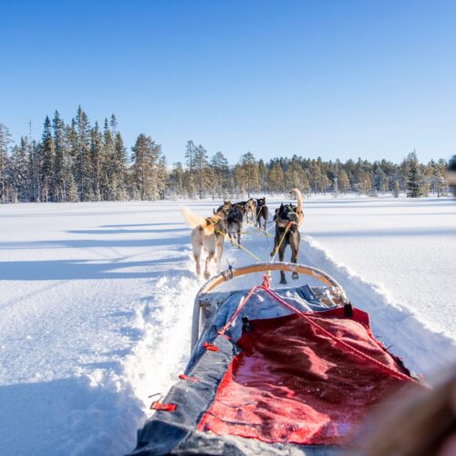 Hundespand trækker slæde over åbent snedækket landskab med skov i baggrunden