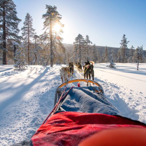 Hundspann drar släde genom snötäckt skog i vintersol