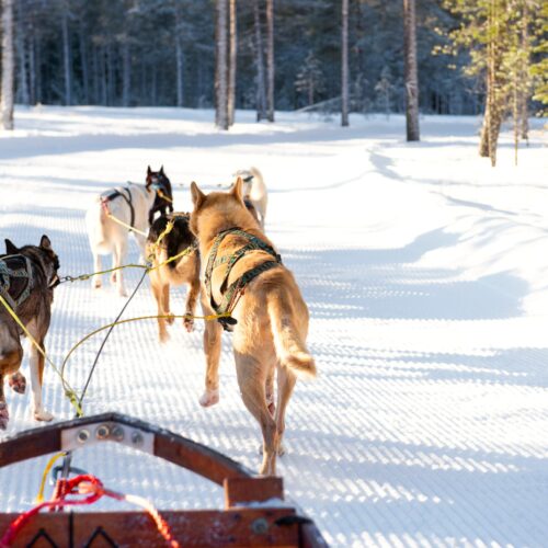 Hundespand set bagfra trækker slæde langs præpareret snespor gennem solrig vinterskov