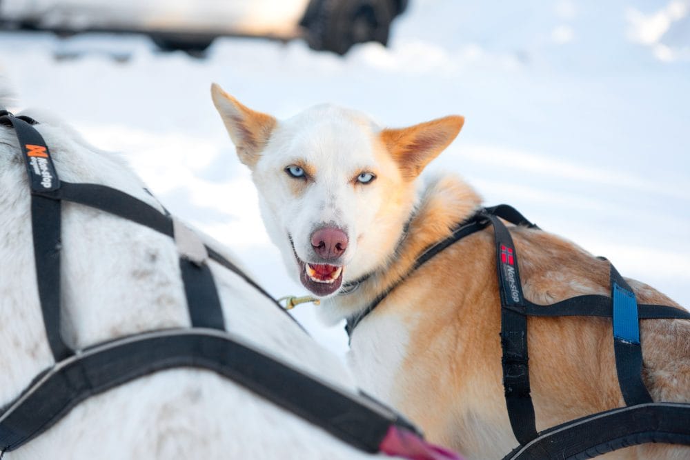Slädhund med ljusblå ögon i sele tittar bakåt mot kameran, snötäckt omgivning och annan hund i förgrunden