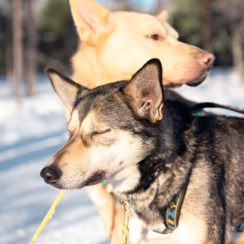 To slædehunde i seletøj står i vintersolen, den ene med lukkede øjne og roligt udtryk i snedækket skov