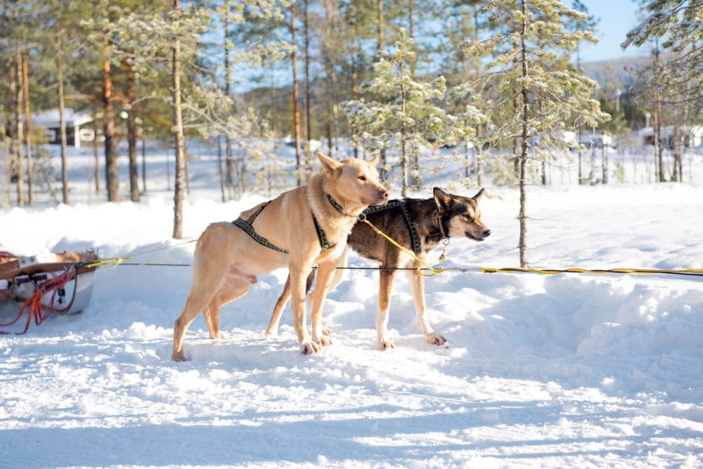Två slädhundar i sele står redo framför släde på snötäckt led i solig tallskog, med vinterlandskap runtomkring