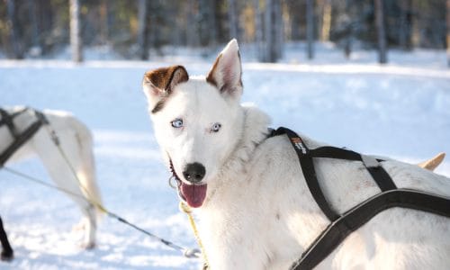 Närbild på vit slädhund med blå ögon i sele, snöig skog i bakgrunden