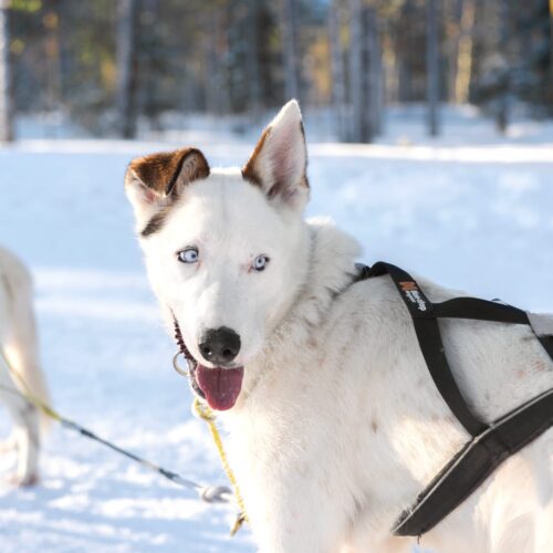 Close-up of white sled dog with blue eyes in harness, snowy forest in the background