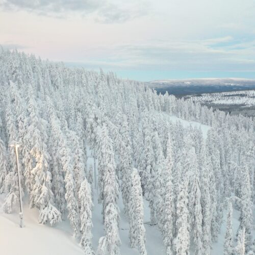 Snedækkede graner på en bjergskråning under en lys vinterhimmel med bløde skyer i baggrunden.