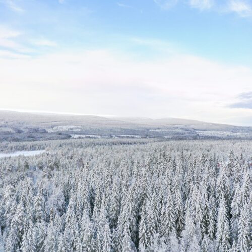 Stort vinterlandskab med snedækkede grantræer og bjerge under lyseblå himmel med skyer