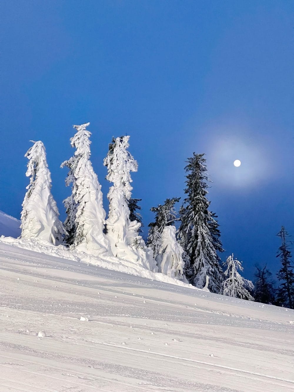 Snedækkede grantræer på en skibakke under en klar aftenhimmel med fuldmåne i baggrunden
