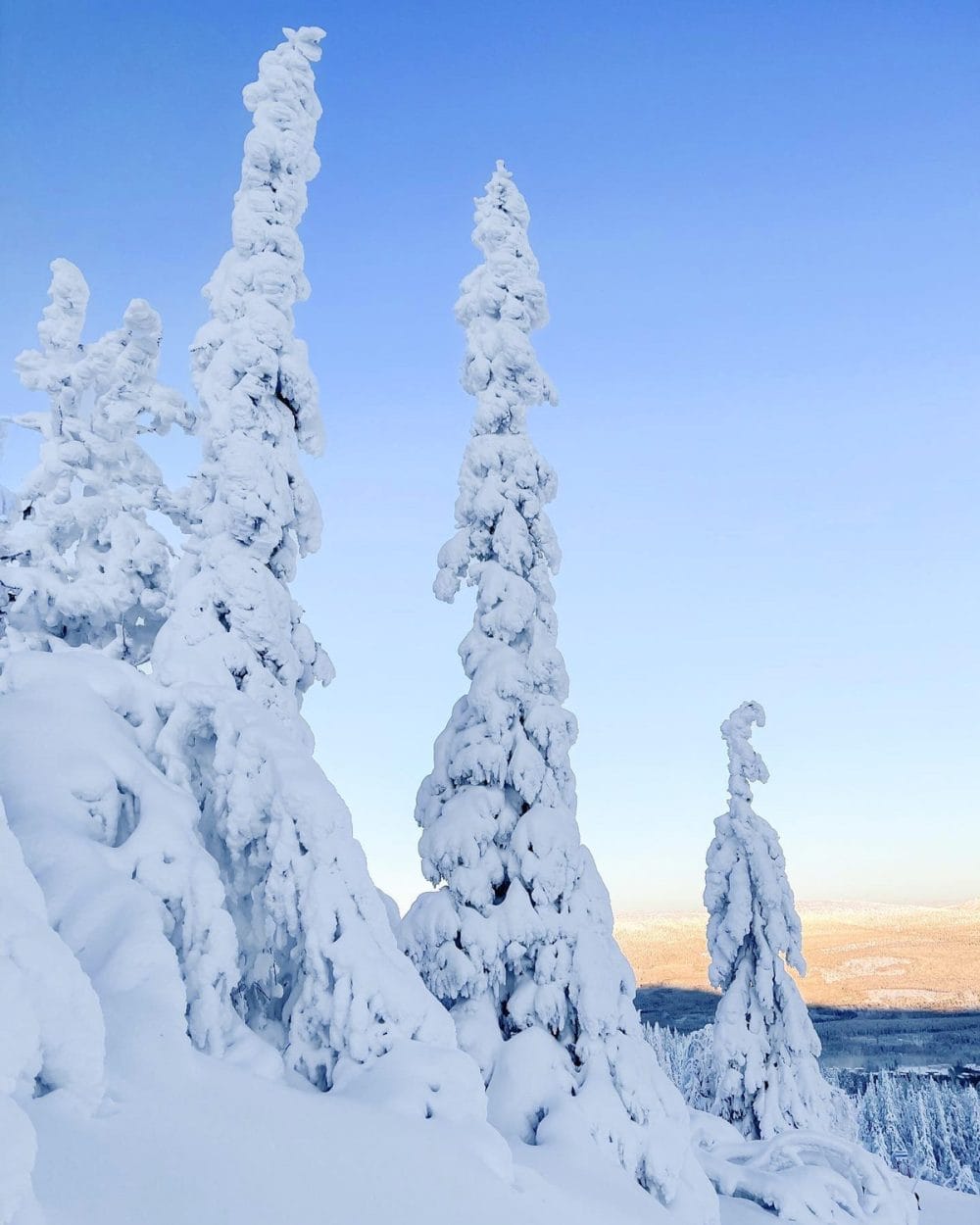 Höga snötäckta granar på fjällsluttning under klarblå himmel med solbelysta berg i bakgrunden