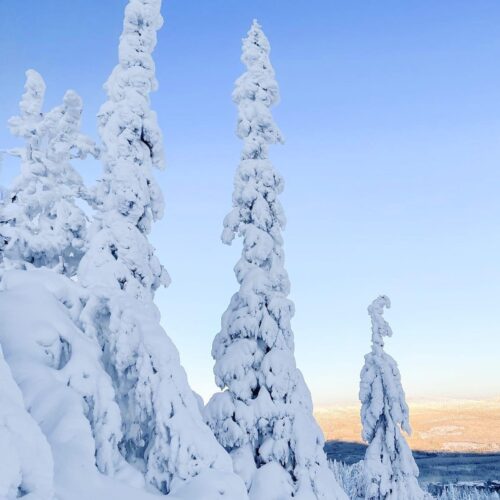 Tall snow-covered spruces on a mountain slope under a clear blue sky with sunlit mountains in the background