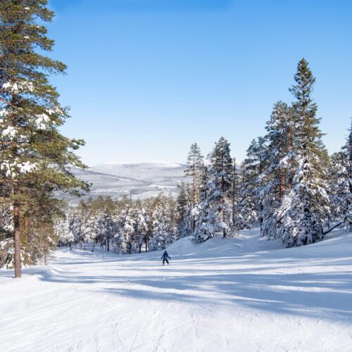 Snow-covered ski slope surrounded by tall fir trees under clear blue sky, lone skier visible