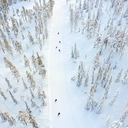 Several skiers on snow-covered ski slope surrounded by fir trees under clear blue sky