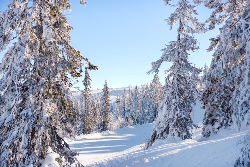 Snedækkede grantræer på en bjergskråning med klar blå himmel og solbeskinnede bjerge i baggrunden