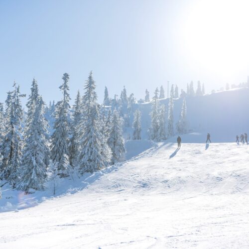Skiers on sunlit snow-covered slope surrounded by fir trees under clear blue sky with bright sun
