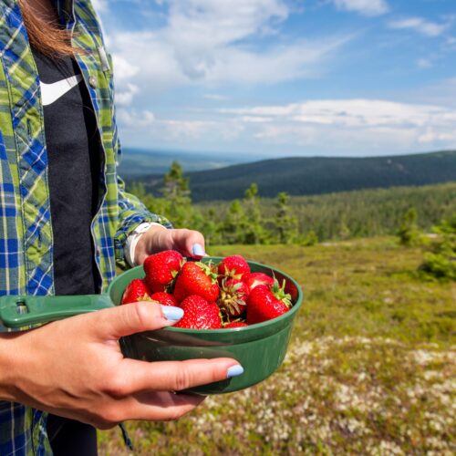 Person med grøn skål med jordbær på bjerghede, udsigt til skov og blå himmel
