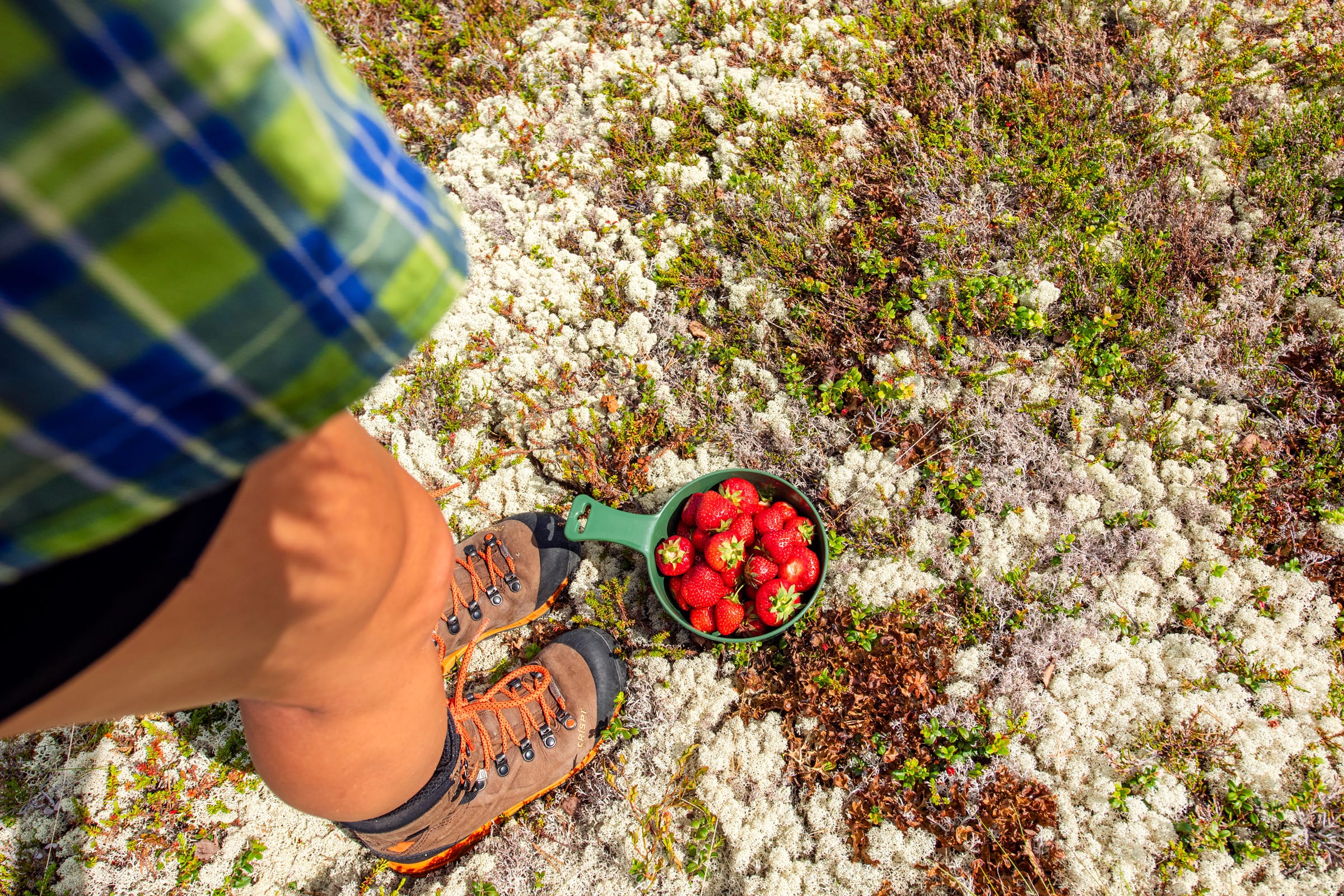 Vandringskängor på fjällhed bredvid grön skål fylld med jordgubbar, omgiven av ljus lav och grönska