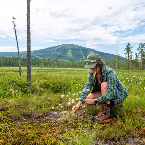 Person sitter på fjällhed med bomullsliknande växter och utsikt mot skogsklädda berg