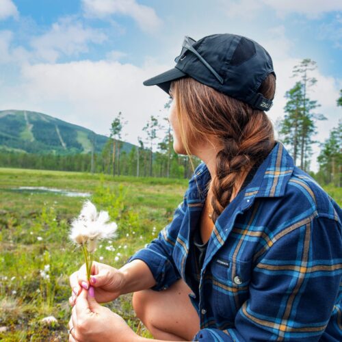 Person sitter på fjällhed och håller en bomullsliknande växt bland gröna tuvor