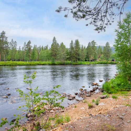 Stenig älvkant med klarvatten, omgiven av tät tallskog och grönskande växter