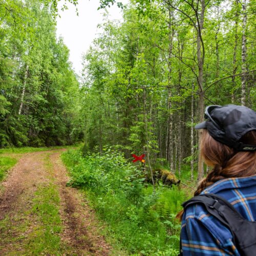 Person med ryggsäck vandrar längs skogsstig omgiven av tät grönska och träd
