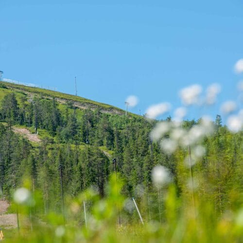 Grönskande fjällsluttning med tallskog och blå himmel, suddiga blommor i förgrunden