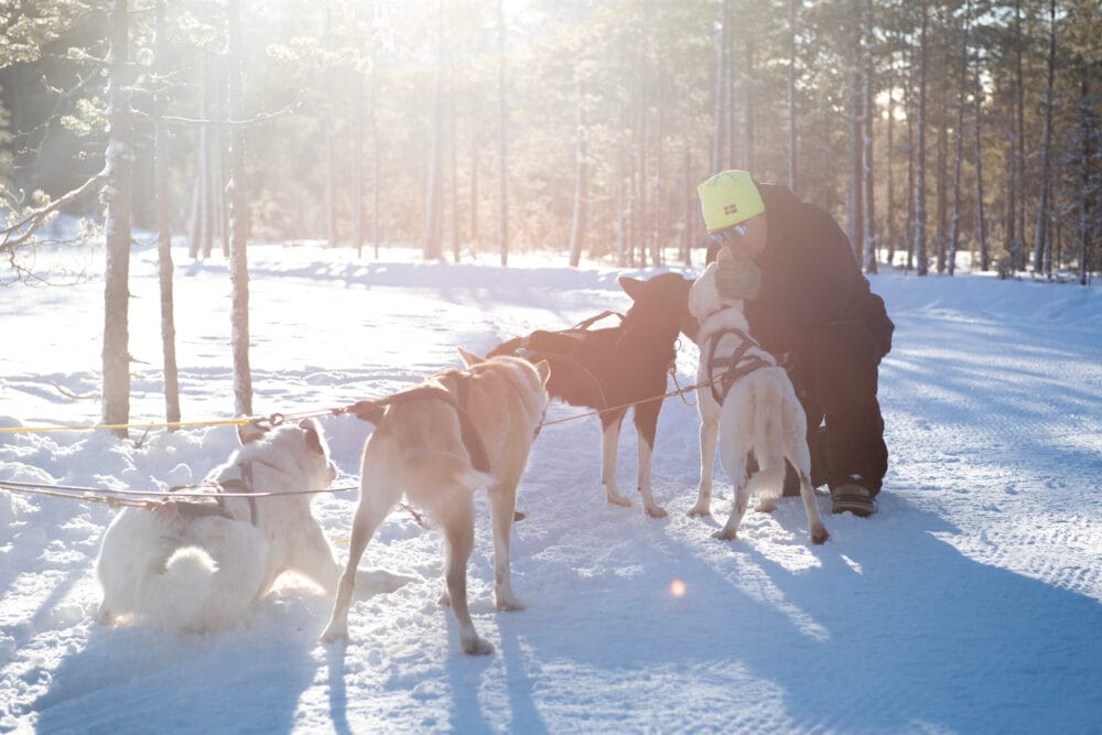 Man kelar med draghundar i solljuset i ett vinterlandskap.